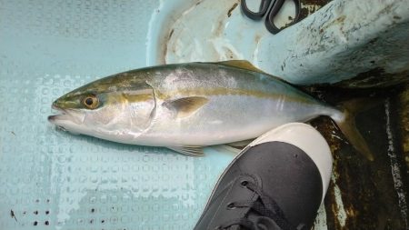 明石ジギング&神戸沖タチウオジギン…