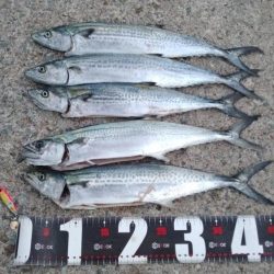 神戸空港でサゴシ祭り