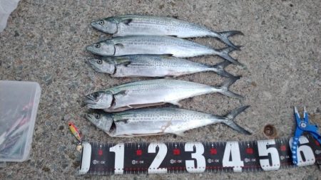 神戸空港でサゴシ祭り