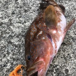 2025 佐渡ヶ島アジング＆ハタゲーム＆エギング 1回目【8月30日】