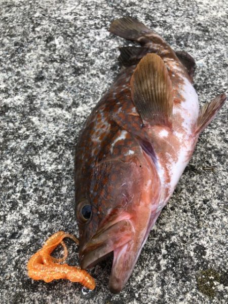 2025 佐渡ヶ島アジング＆ハタゲーム＆エ…