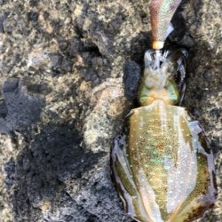 2025 佐渡ヶ島ハタゲーム＆エギング 2回目【8月31日】