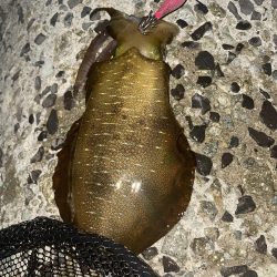 ムラムラチェリー最高！