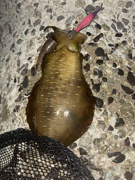 ムラムラチェリー最高！