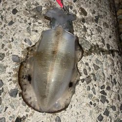 予報？予想以上に爆風！！！