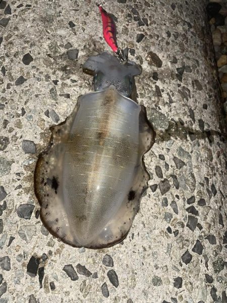 予報？予想以上に爆風！！！