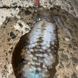 涼しくなった！