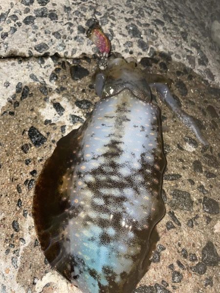 涼しくなった！