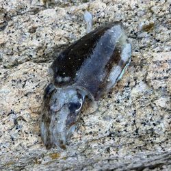 宮津市エギランガン