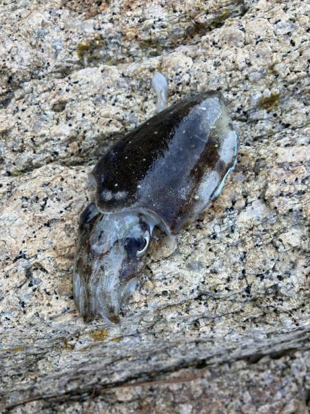 宮津市エギランガン