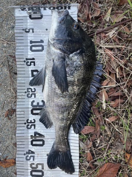 イチノ兄弟、釣果！