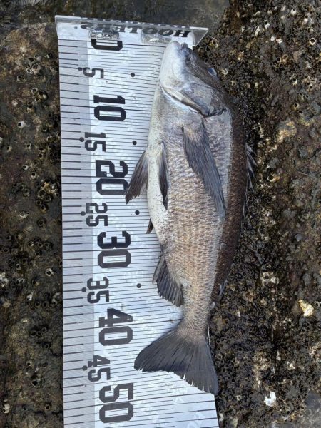 イチノ兄弟、釣果！