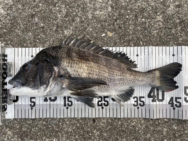 イチノ兄弟、釣果！