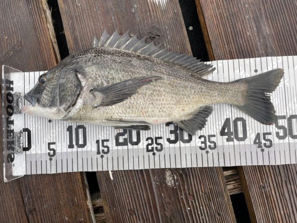 イチノ兄弟、釣果！