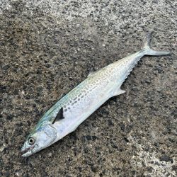 ★★サゴシが少しだけ調査に行って来ました★★