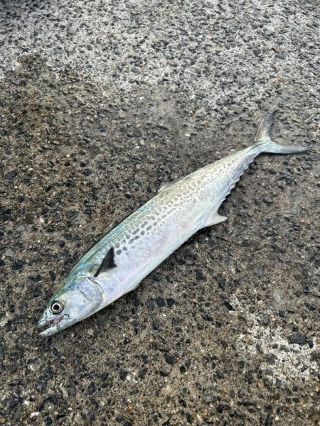 ★★サゴシが少しだけ調査に行って来ました★…