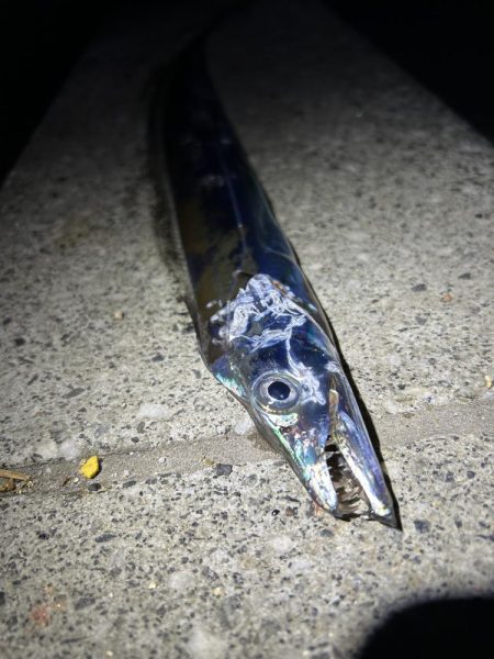 ★★時合いを見極めればタチウオ連発★★