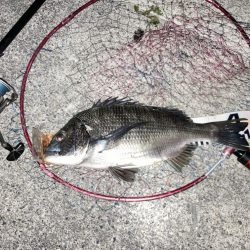 夏の終わりのチヌ釣り