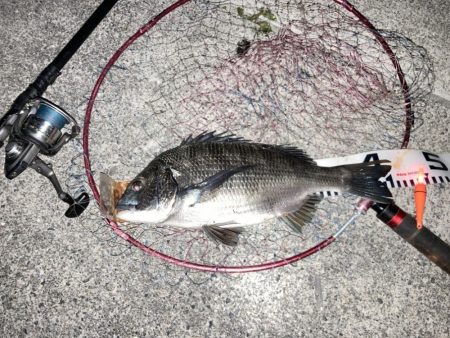 夏の終わりのチヌ釣り