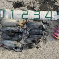 2025 佐渡ヶ島エギング Vol.6【9月9日】