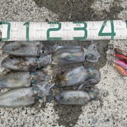 2025 佐渡ヶ島エギング Vol.7【9月11日】