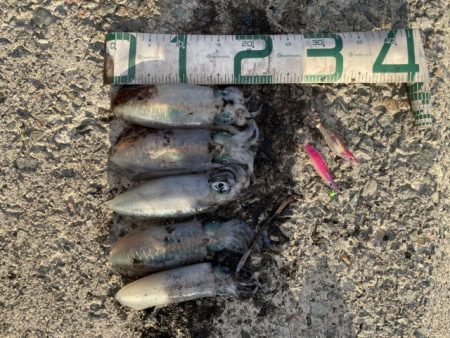 2025 佐渡ヶ島エギング Vol.12【9月19日】