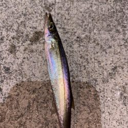 アジングが・・・五目に・