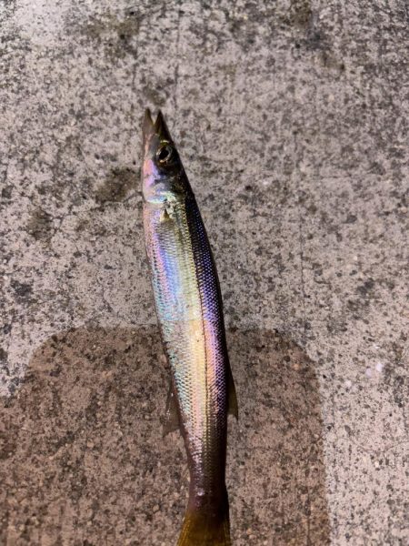 アジングが・・・五目に・