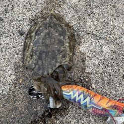 秋イカシーズンイン