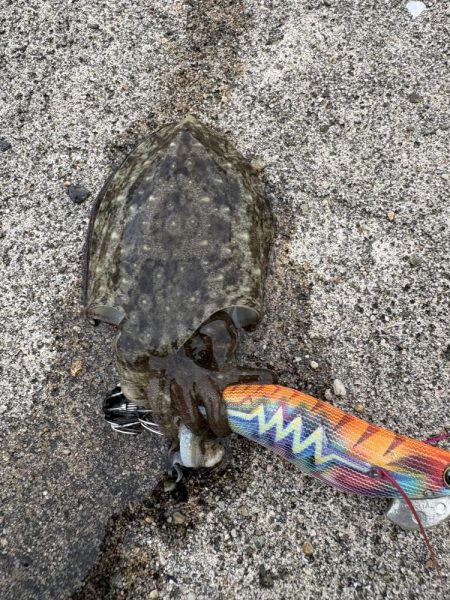 秋イカシーズンイン