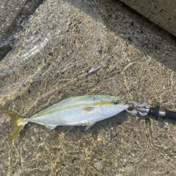 秋になってきた