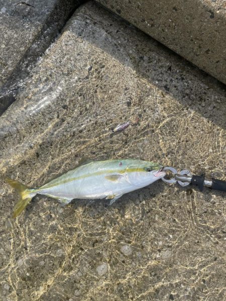 秋になってきた