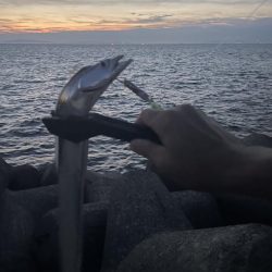 貝塚人工島、太刀魚調査