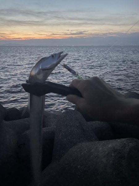 貝塚人工島、太刀魚調査