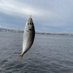 シーサイドコスモ調査