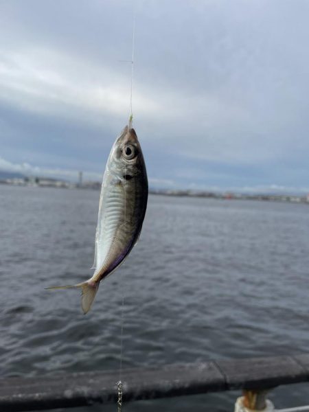 シーサイドコスモ調査