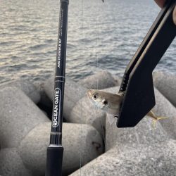 太刀魚・サゴシ調査