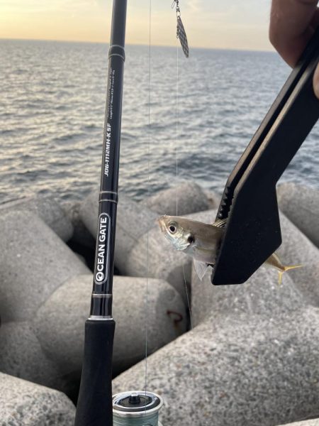 太刀魚・サゴシ調査