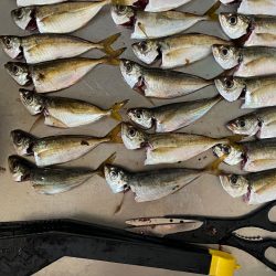 サゴシ調査も鯵のみ