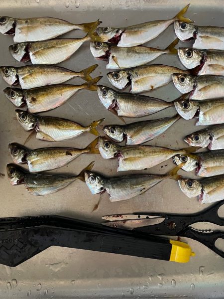 サゴシ調査も鯵のみ