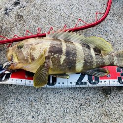 アオハタ自己新