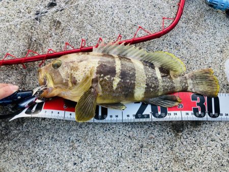 アオハタ自己新