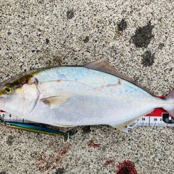 久しぶりの青物ファイト