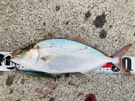 久しぶりの青物ファイト