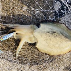 ジグで五目達成