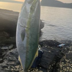 朝マヅメ　ヤズ