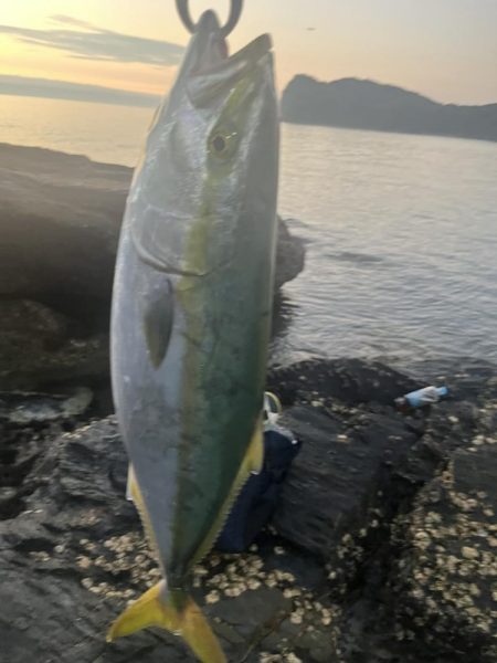 朝マヅメ　ヤズ