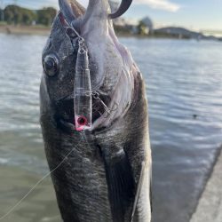 海田河口で黒鯛
