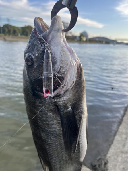 海田河口で黒鯛