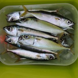 アジを狙ったがサバばかり